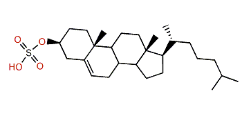 Cholest-5-en-3b-ol 3-sulfate